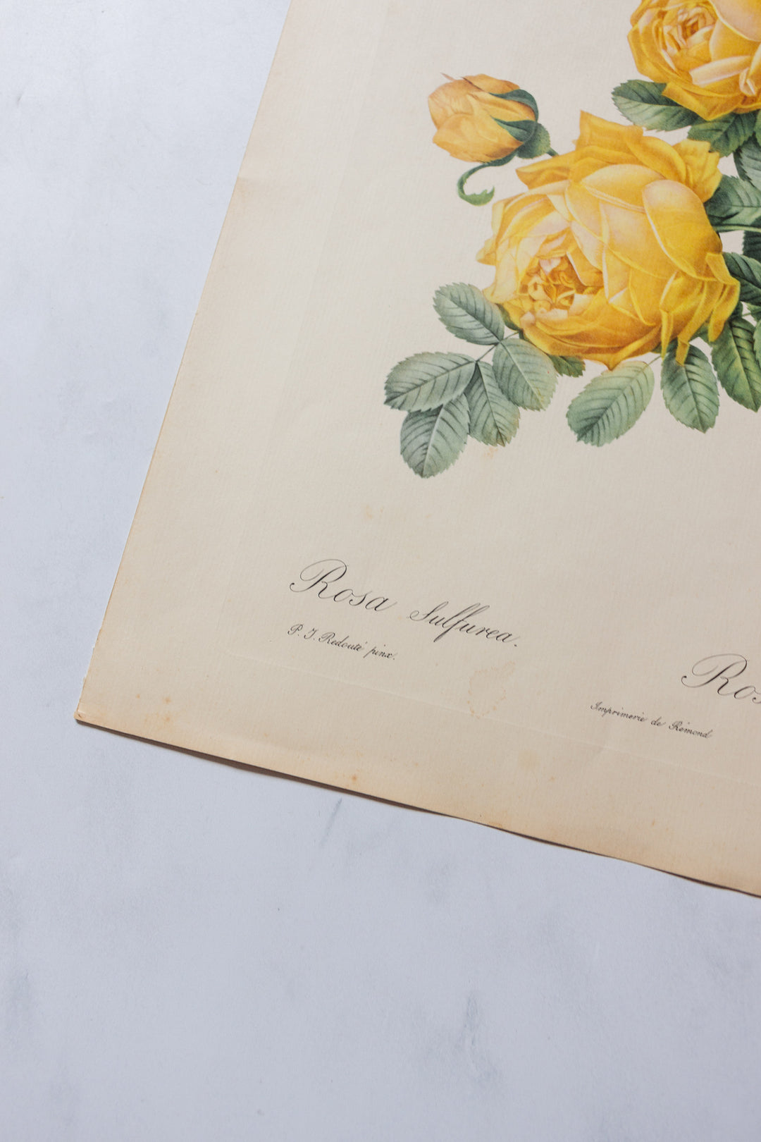 1950s PJ Redouté botanical lithographs: rose edition