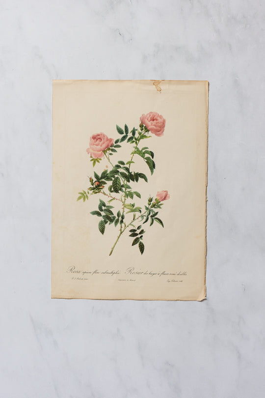 1950s PJ Redouté botanical lithographs: rose edition