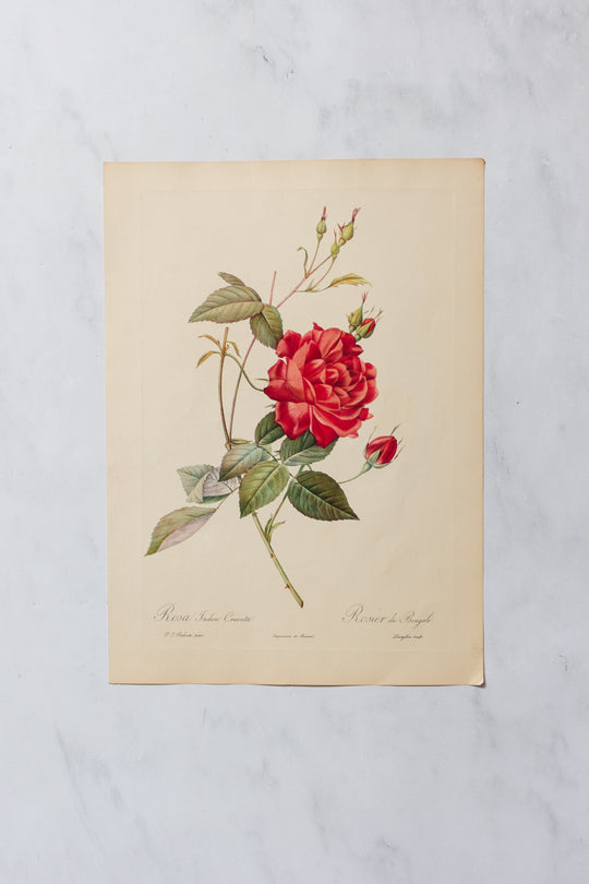 1950s PJ Redouté botanical lithographs: rose edition