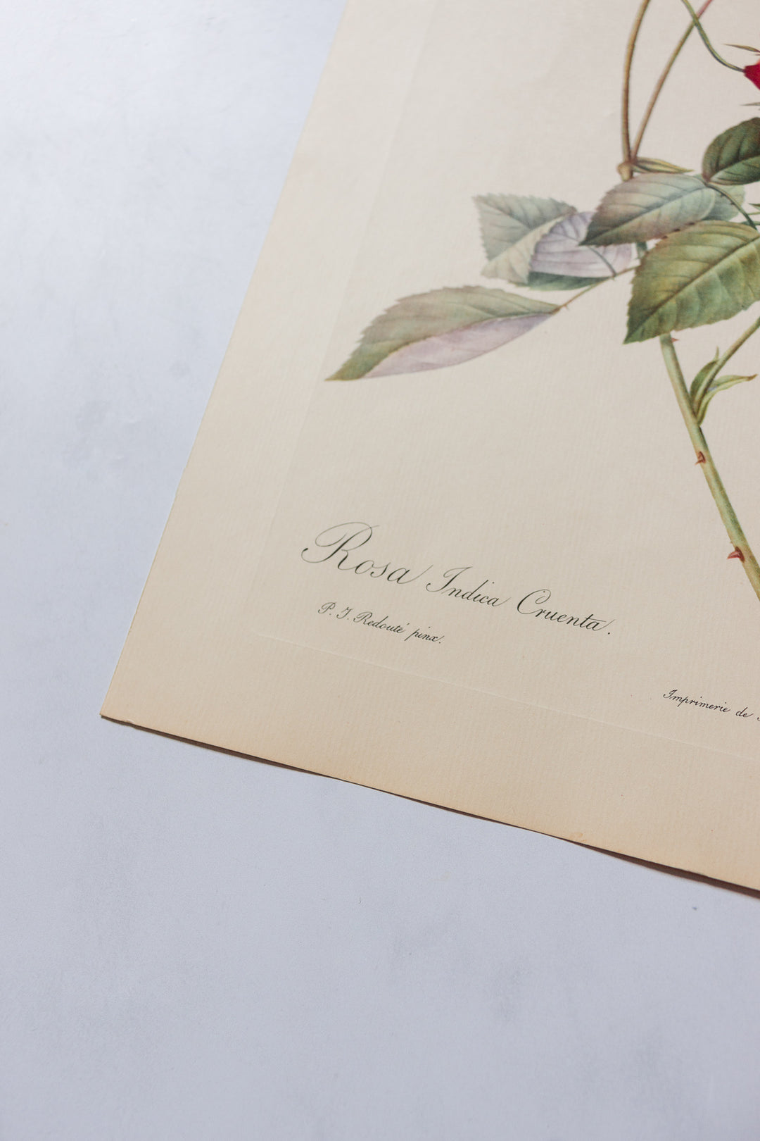 1950s PJ Redouté botanical lithographs: rose edition