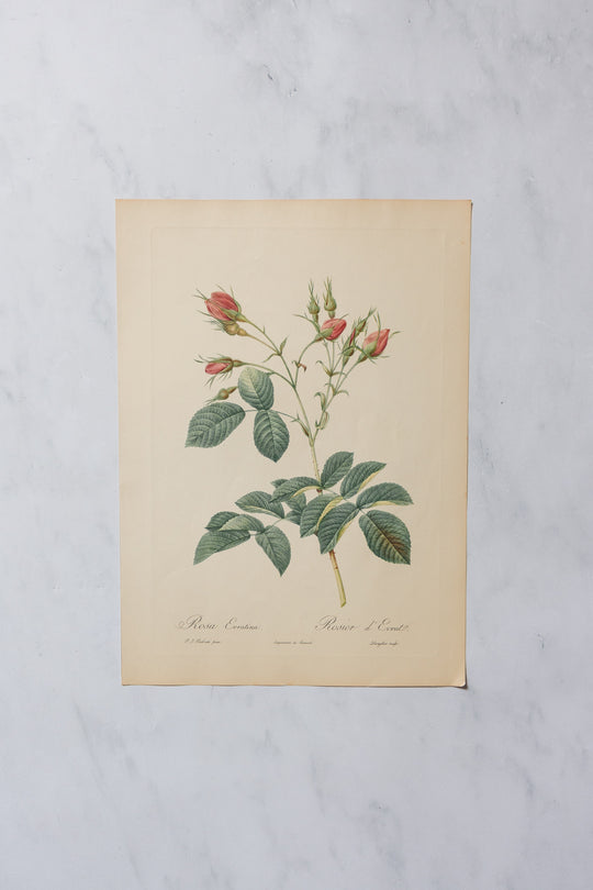 1950s PJ Redouté botanical lithographs: rose edition