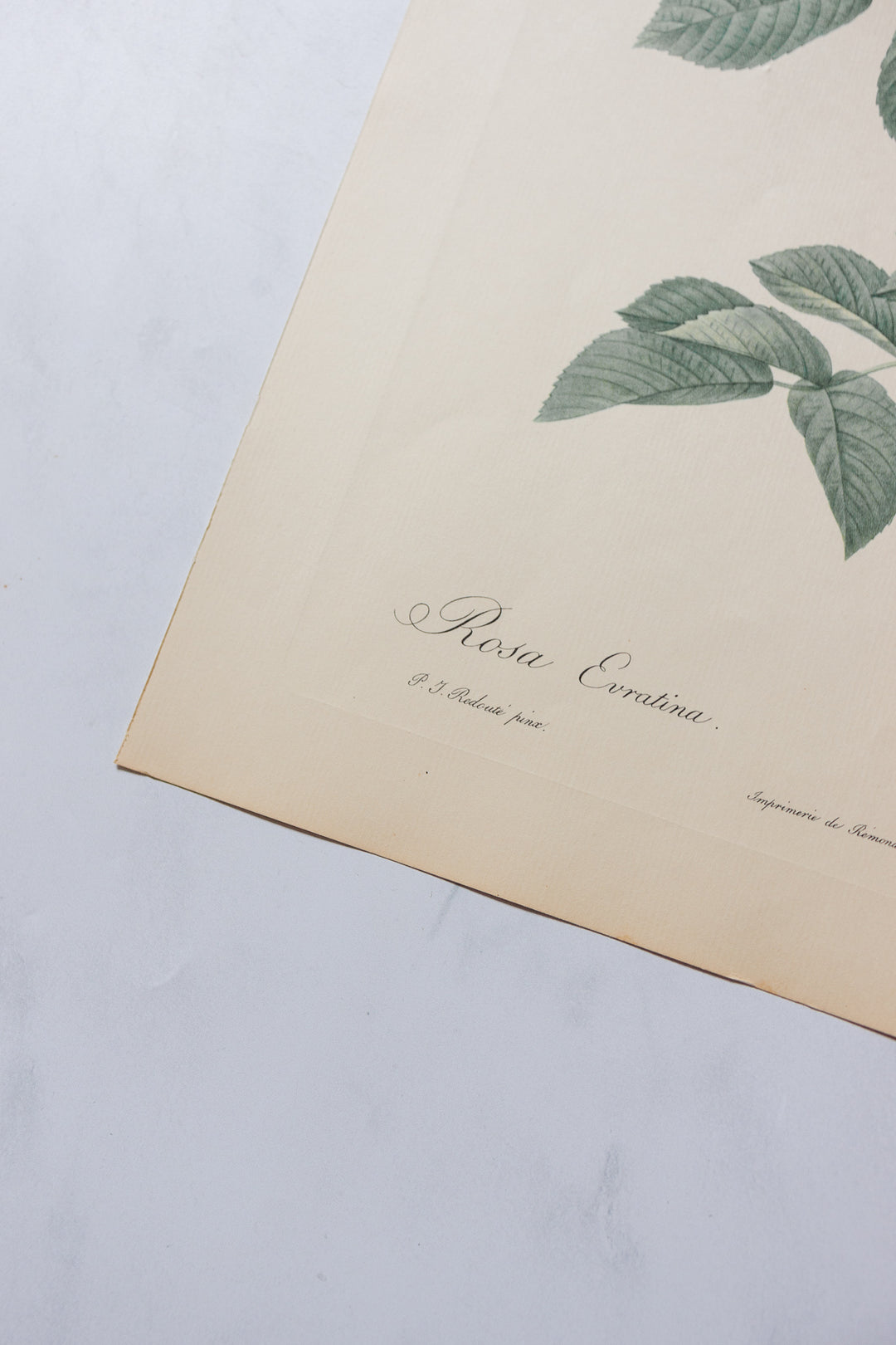 1950s PJ Redouté botanical lithographs: rose edition