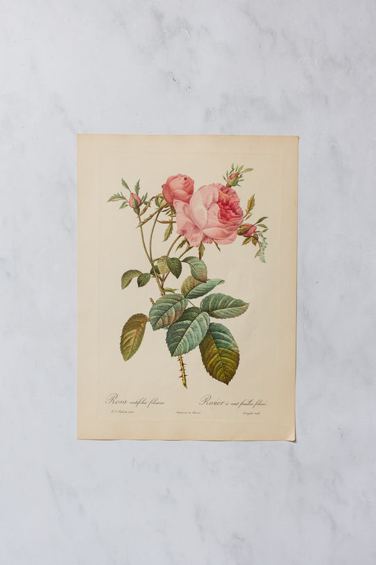 1950s PJ Redouté botanical lithographs: rose edition