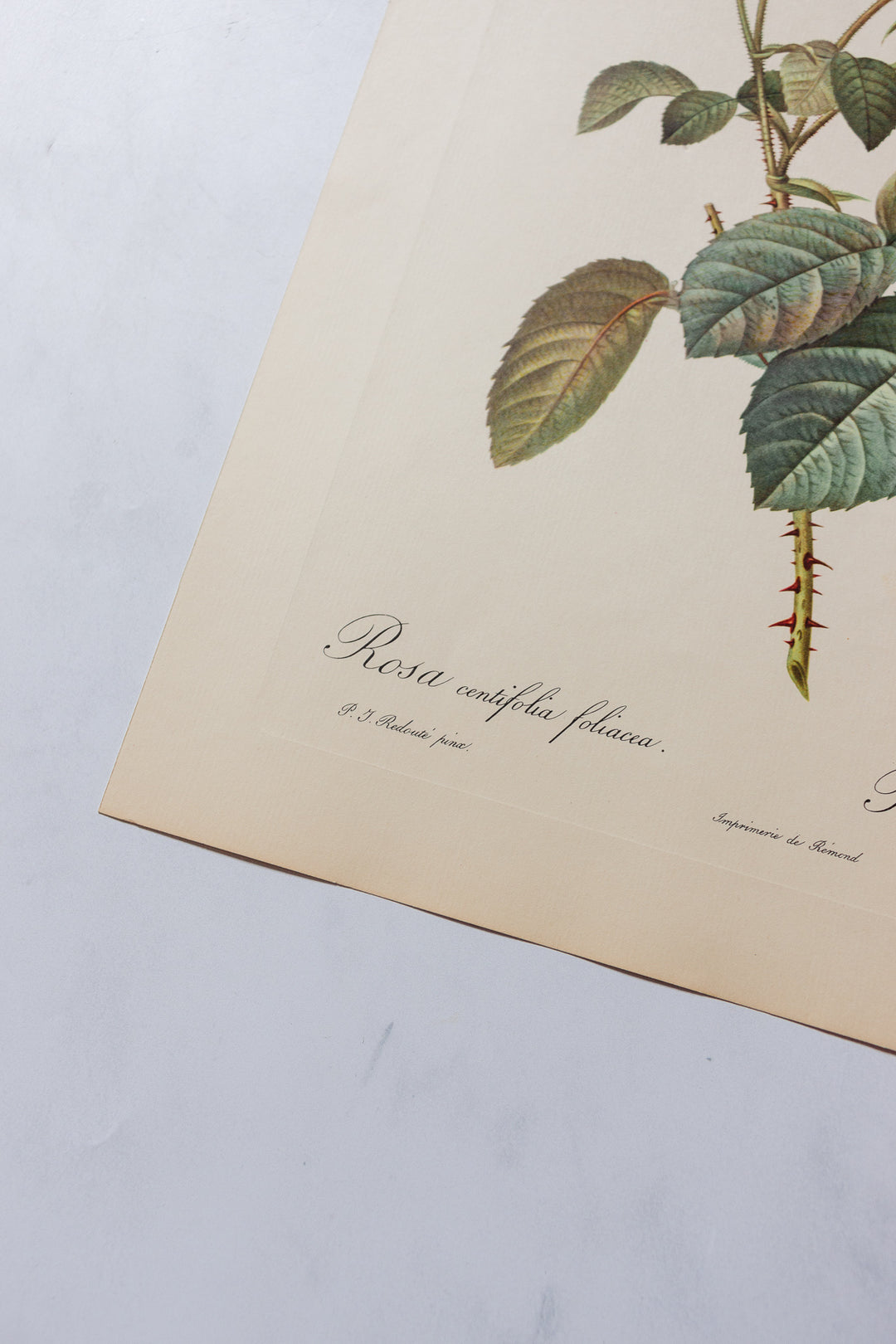 1950s PJ Redouté botanical lithographs: rose edition