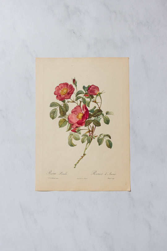 1950s PJ Redouté botanical lithographs: rose edition