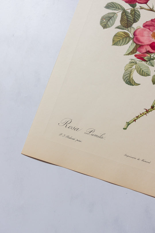 1950s PJ Redouté botanical lithographs: rose edition