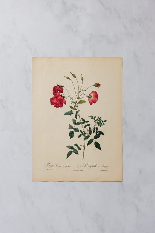 1950s PJ Redouté botanical lithographs: rose edition