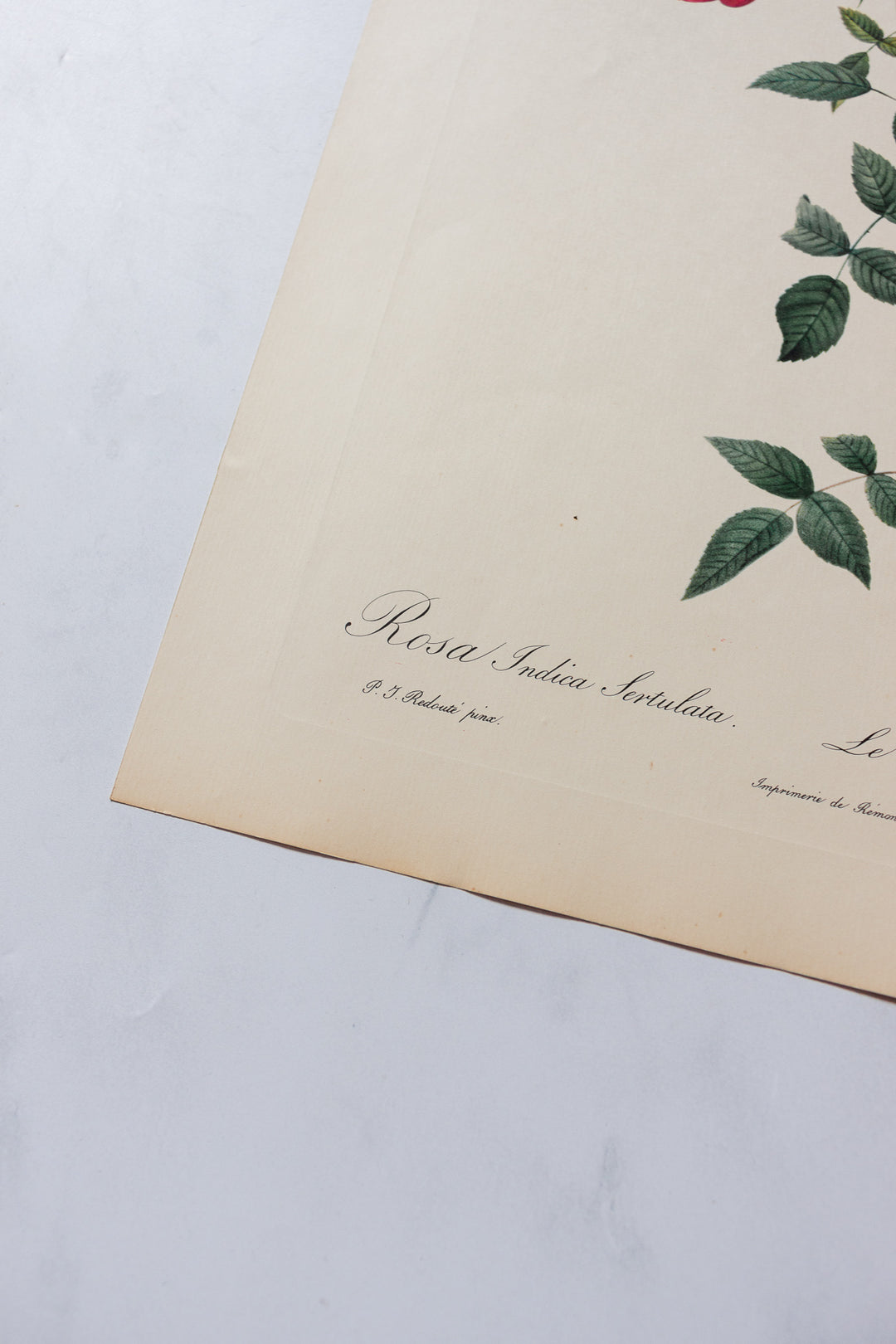 1950s PJ Redouté botanical lithographs: rose edition