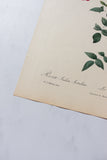 1950s PJ Redouté botanical lithographs: rose edition
