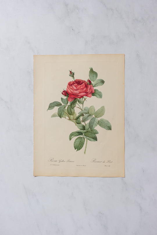 1950s PJ Redouté botanical lithographs: rose edition