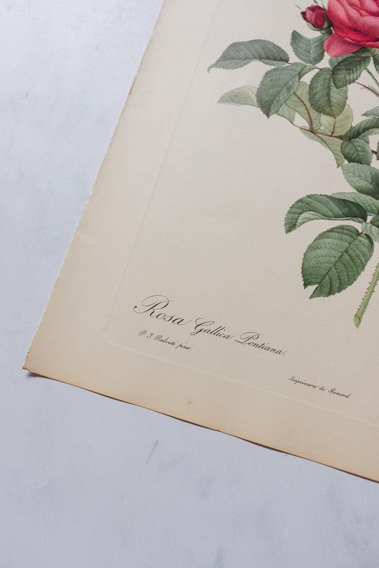 1950s PJ Redouté botanical lithographs: rose edition