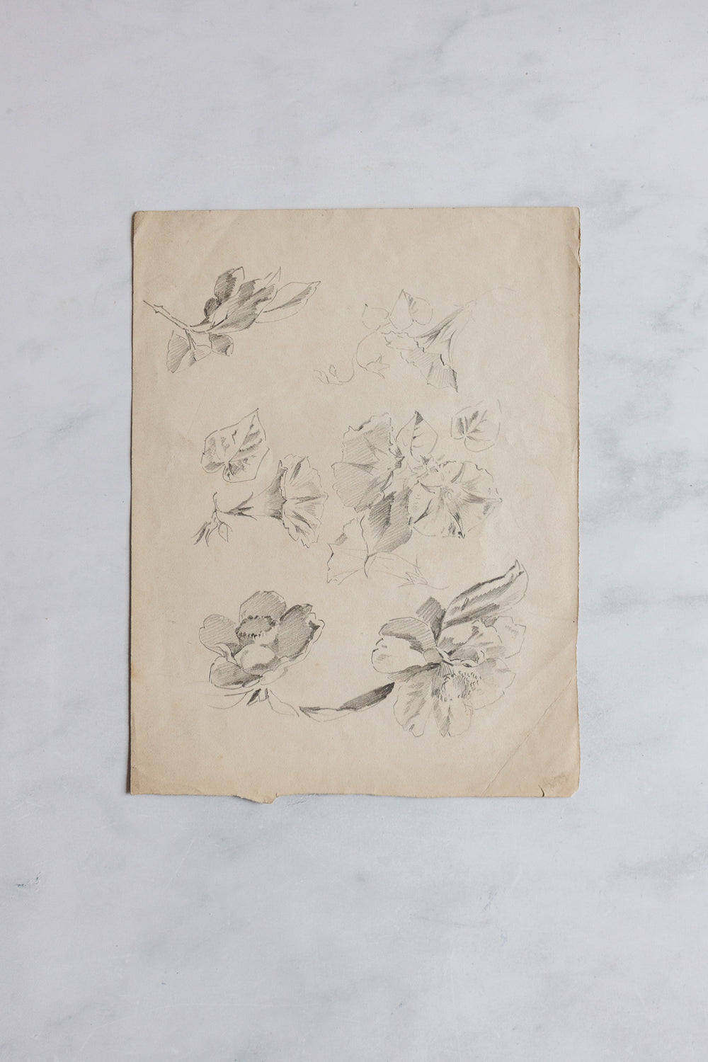 antique french floral study