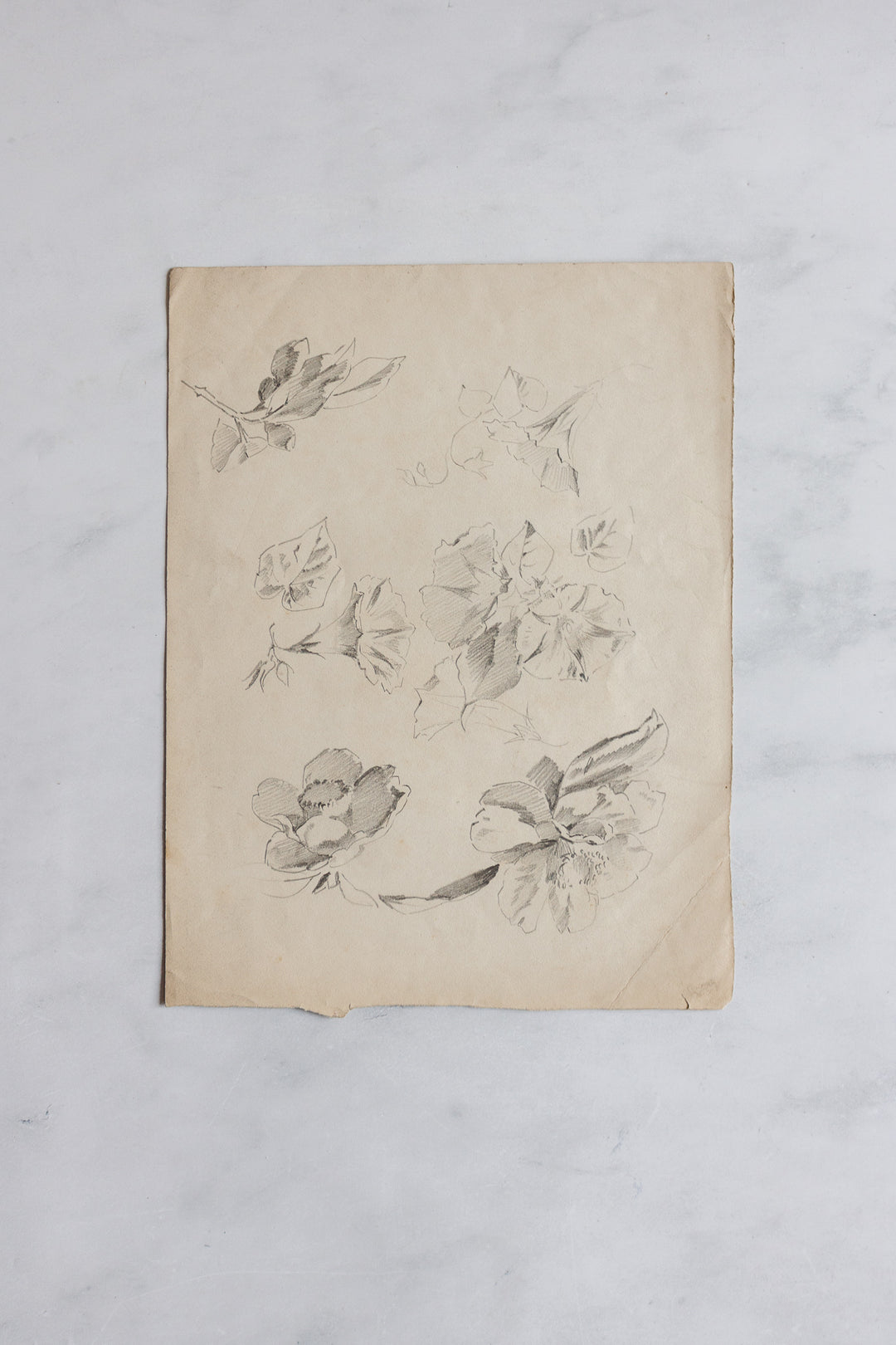 antique french floral study