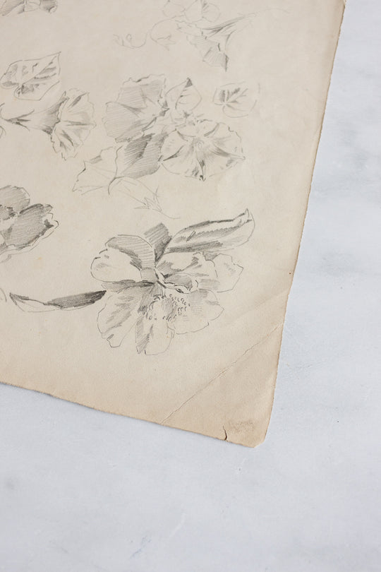 antique french floral study