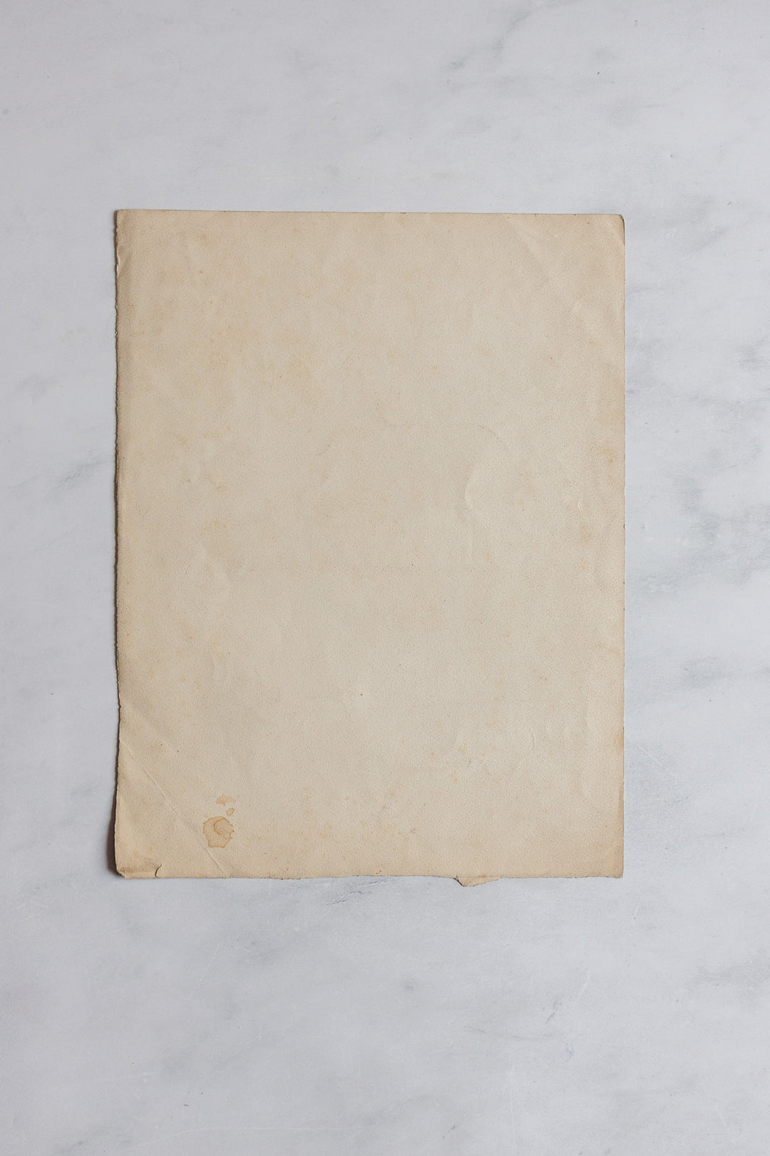 antique french floral study