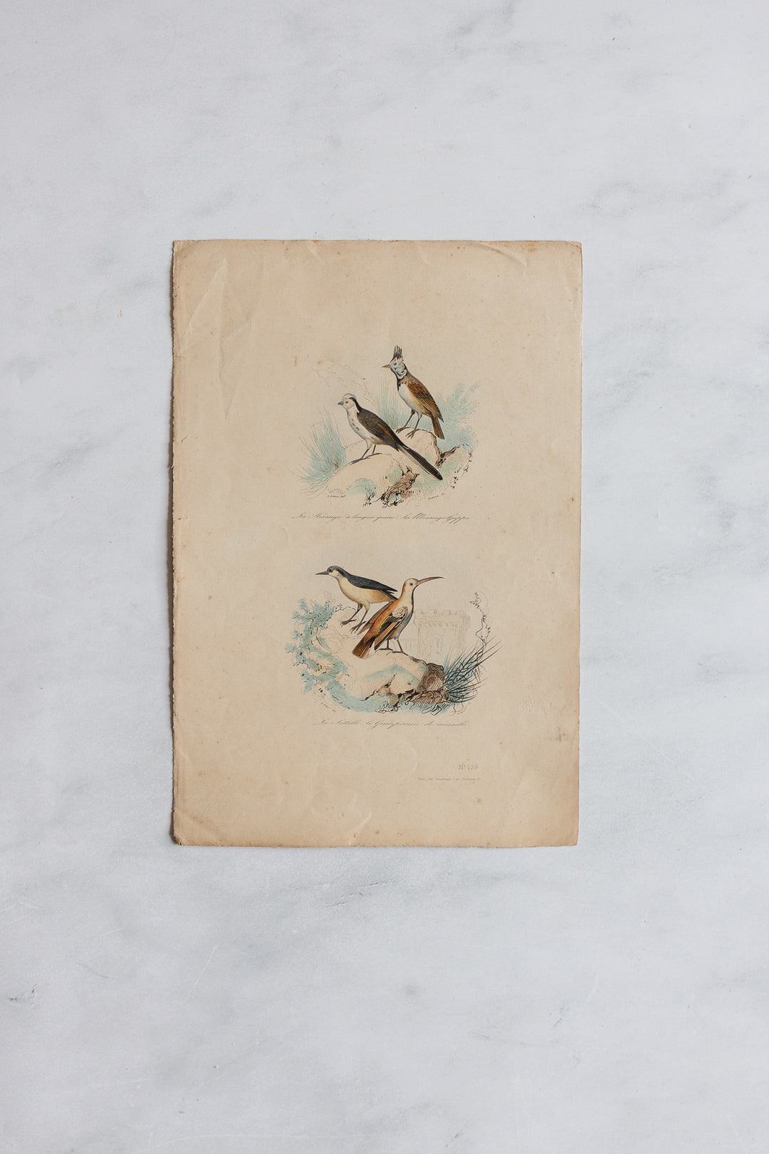 antique french hand coloured ornithological engravings