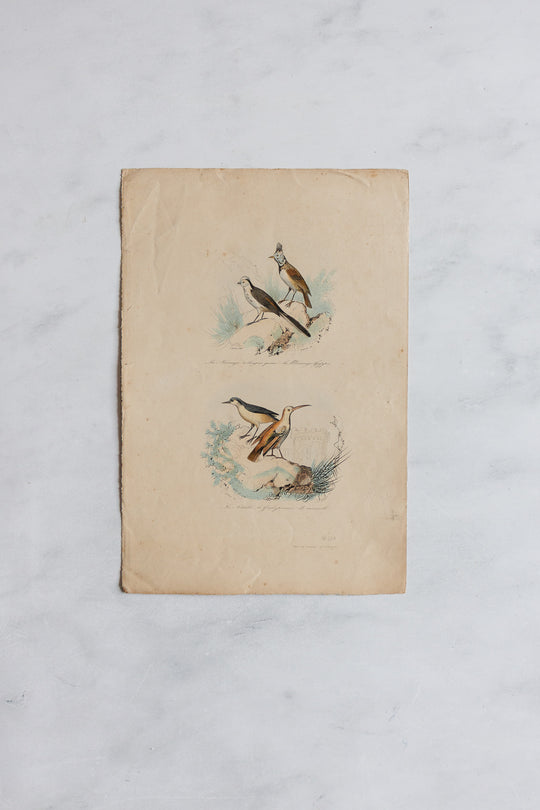 antique french hand coloured ornithological engravings