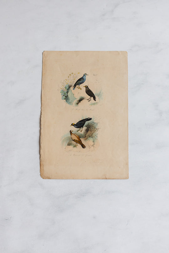 antique french hand coloured ornithological engravings