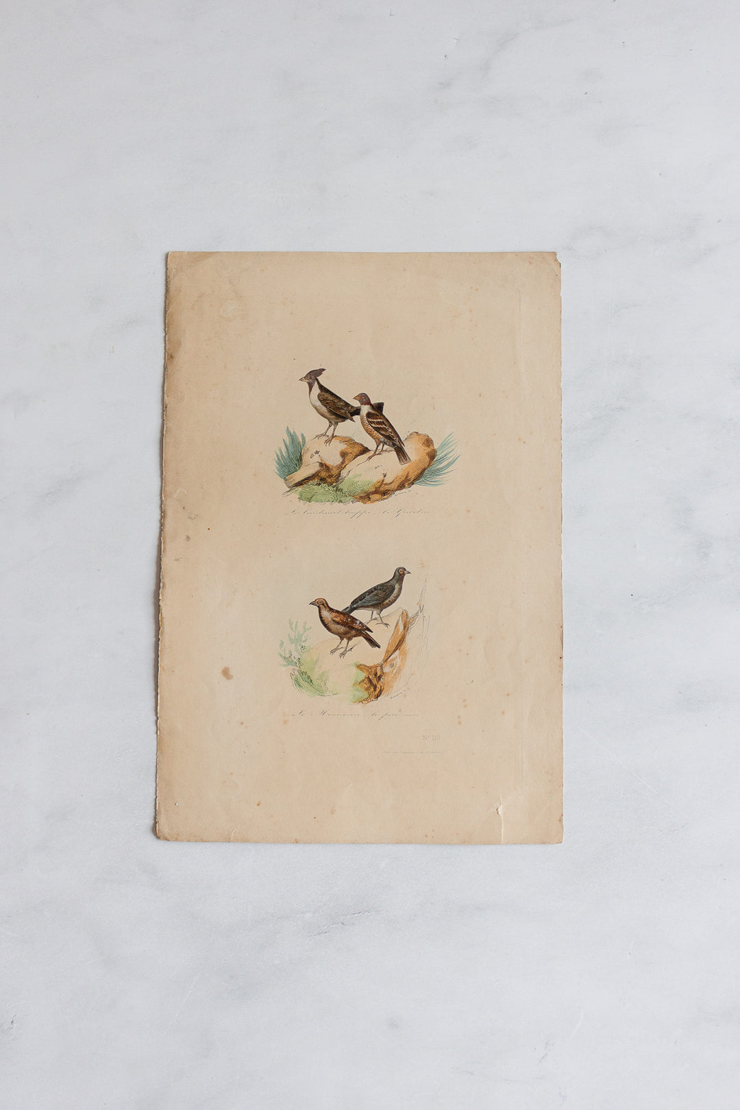 antique french hand coloured ornithological engravings