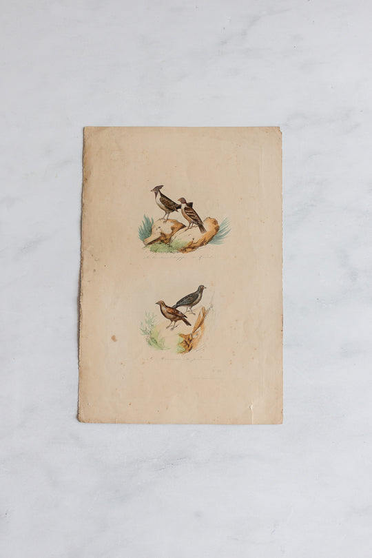 antique french hand coloured ornithological engravings