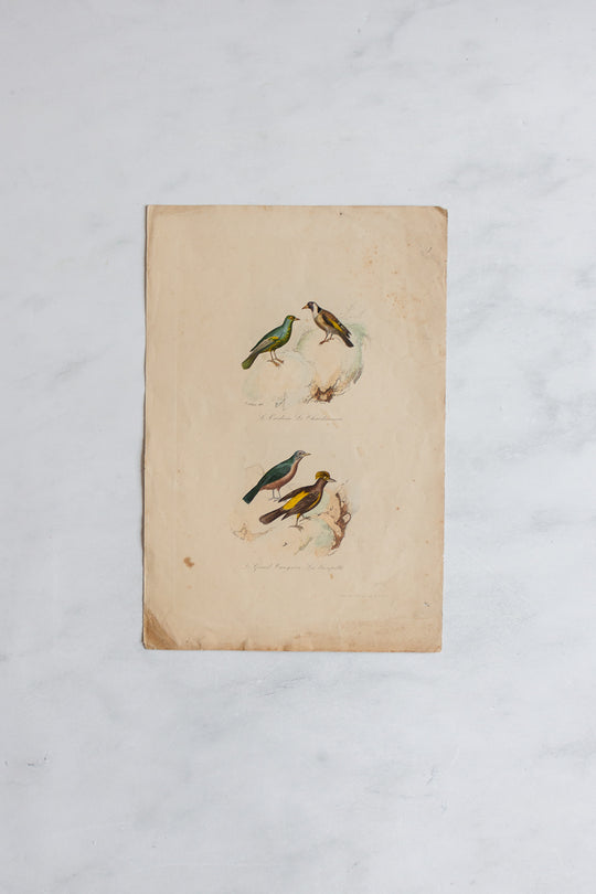 antique french hand coloured ornithological engravings