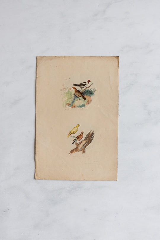 antique french hand coloured ornithological engravings