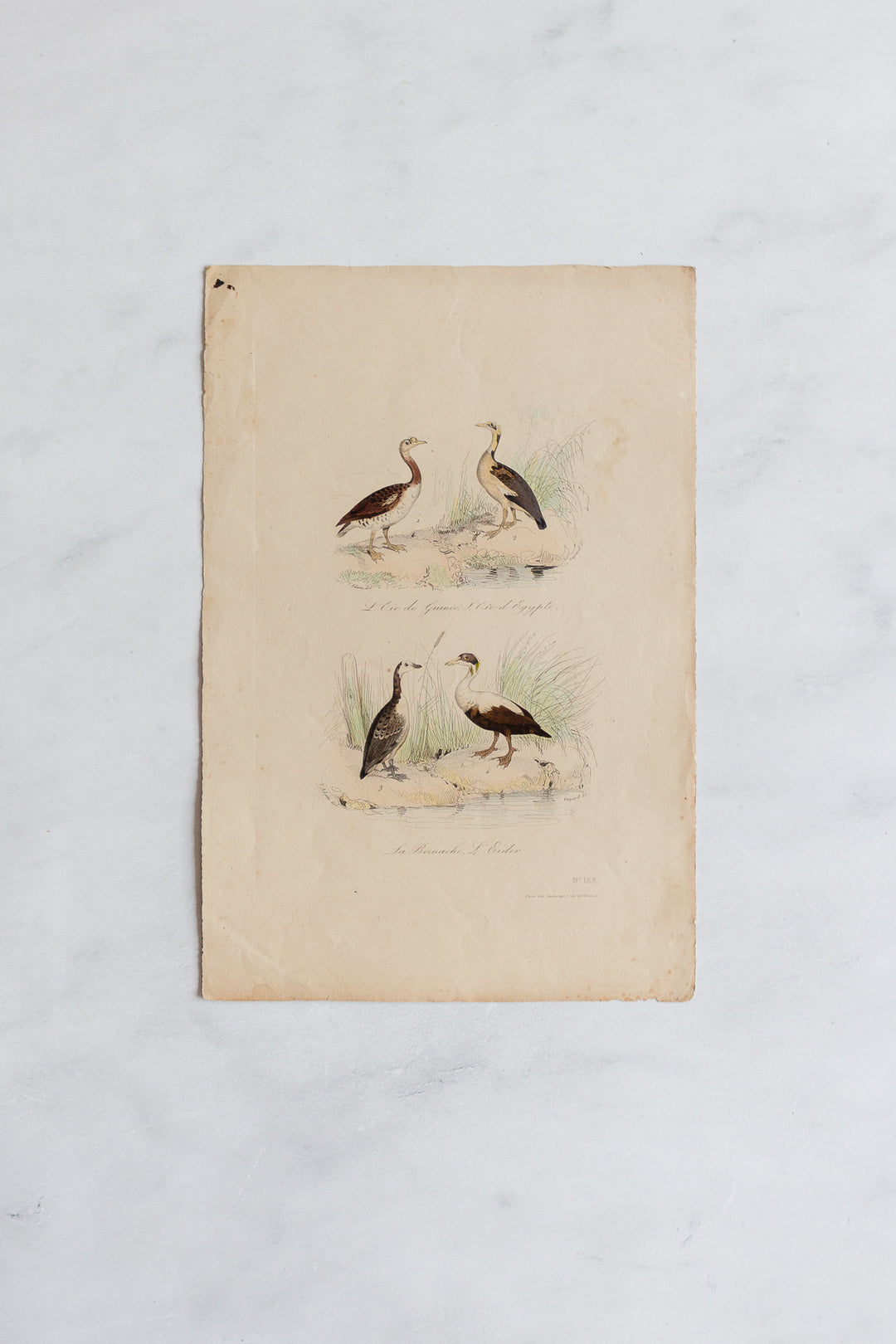 antique french hand coloured ornithological engravings