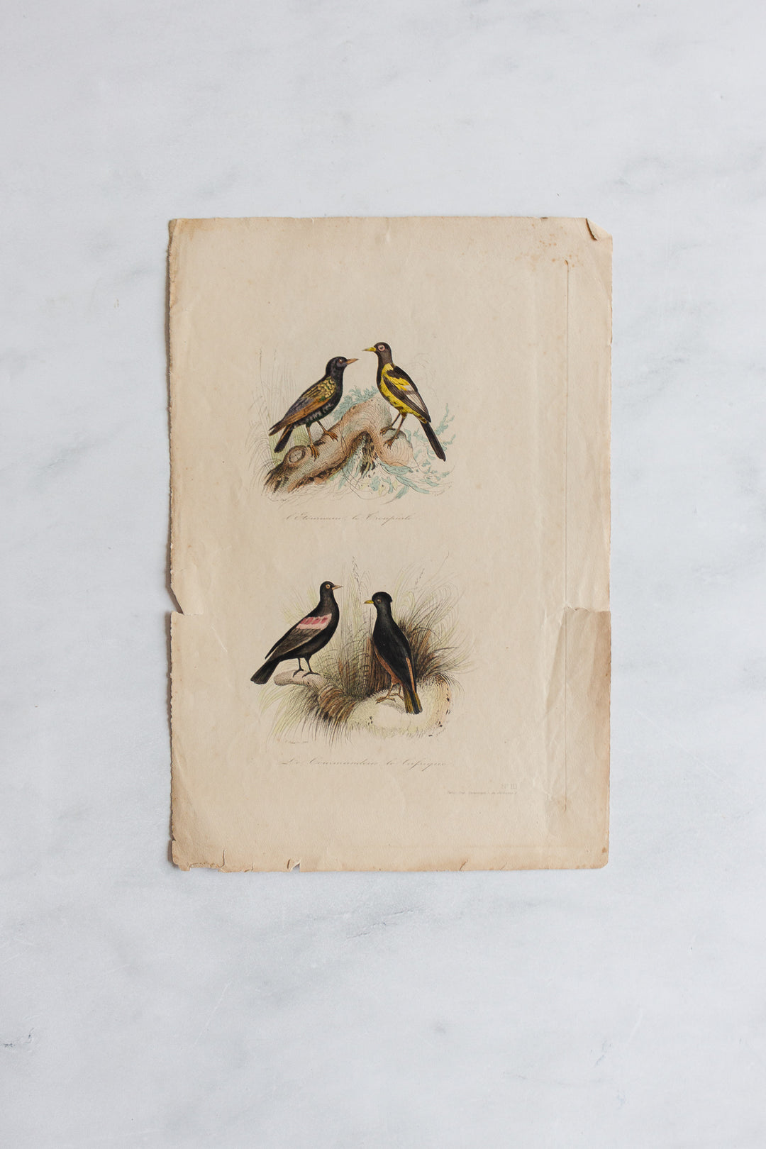 antique french hand coloured ornithological engravings