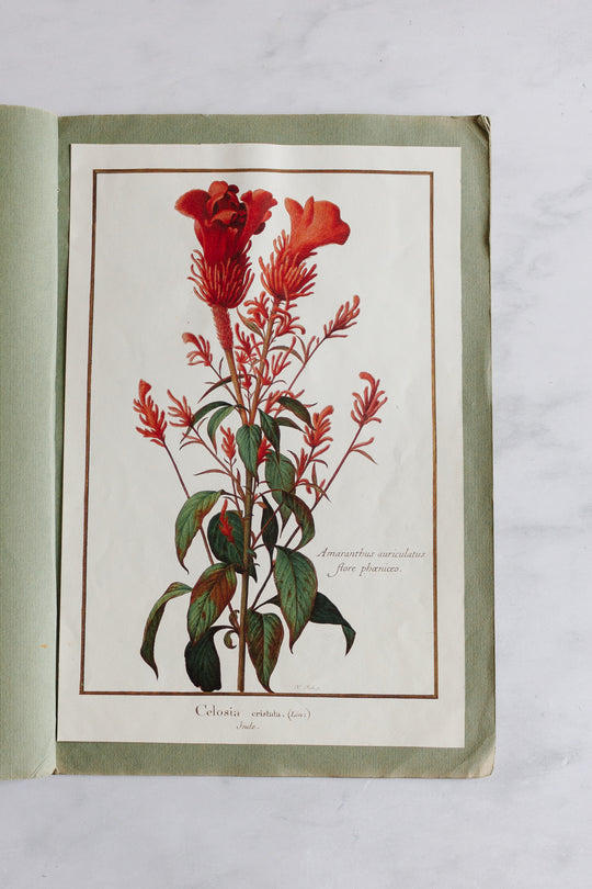 vintage french botanical print collection by Nicolas Robert