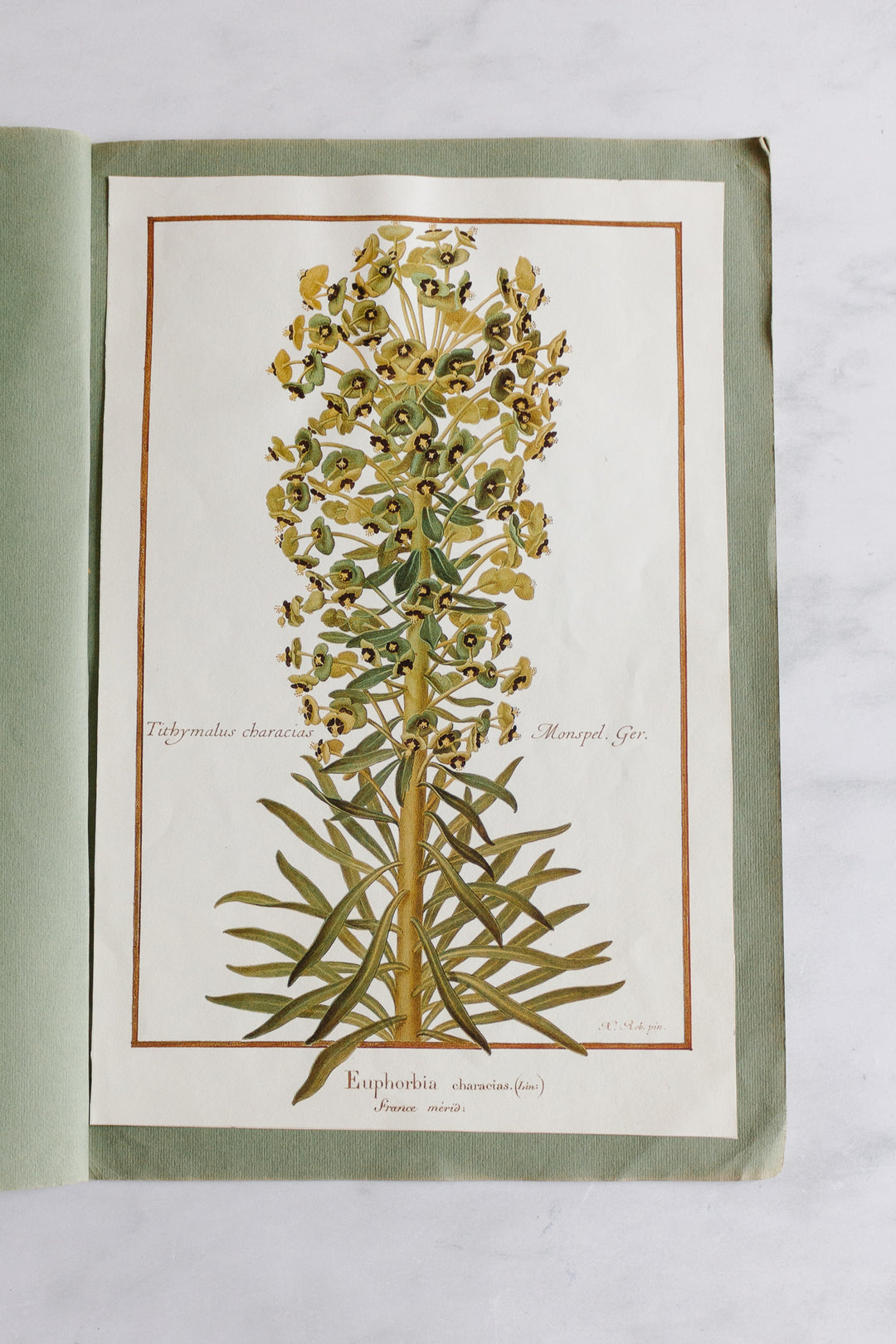 vintage french botanical print collection by Nicolas Robert