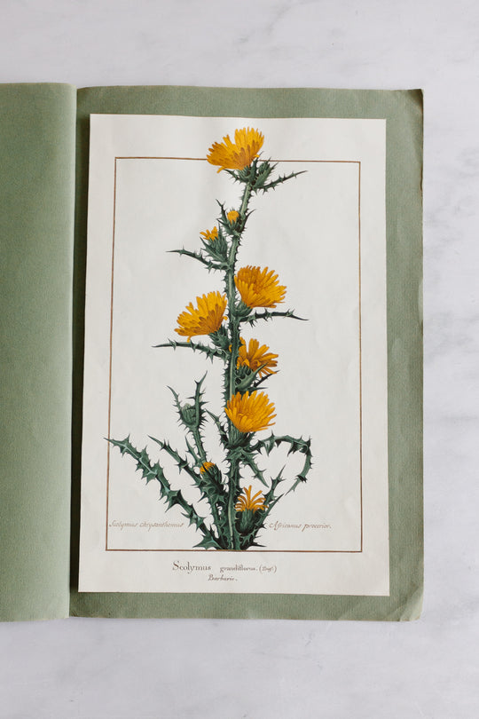 vintage french botanical print collection by Nicolas Robert