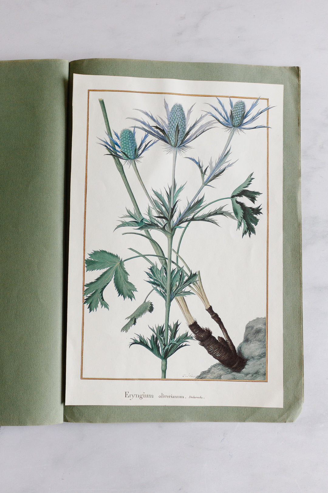 vintage french botanical print collection by Nicolas Robert