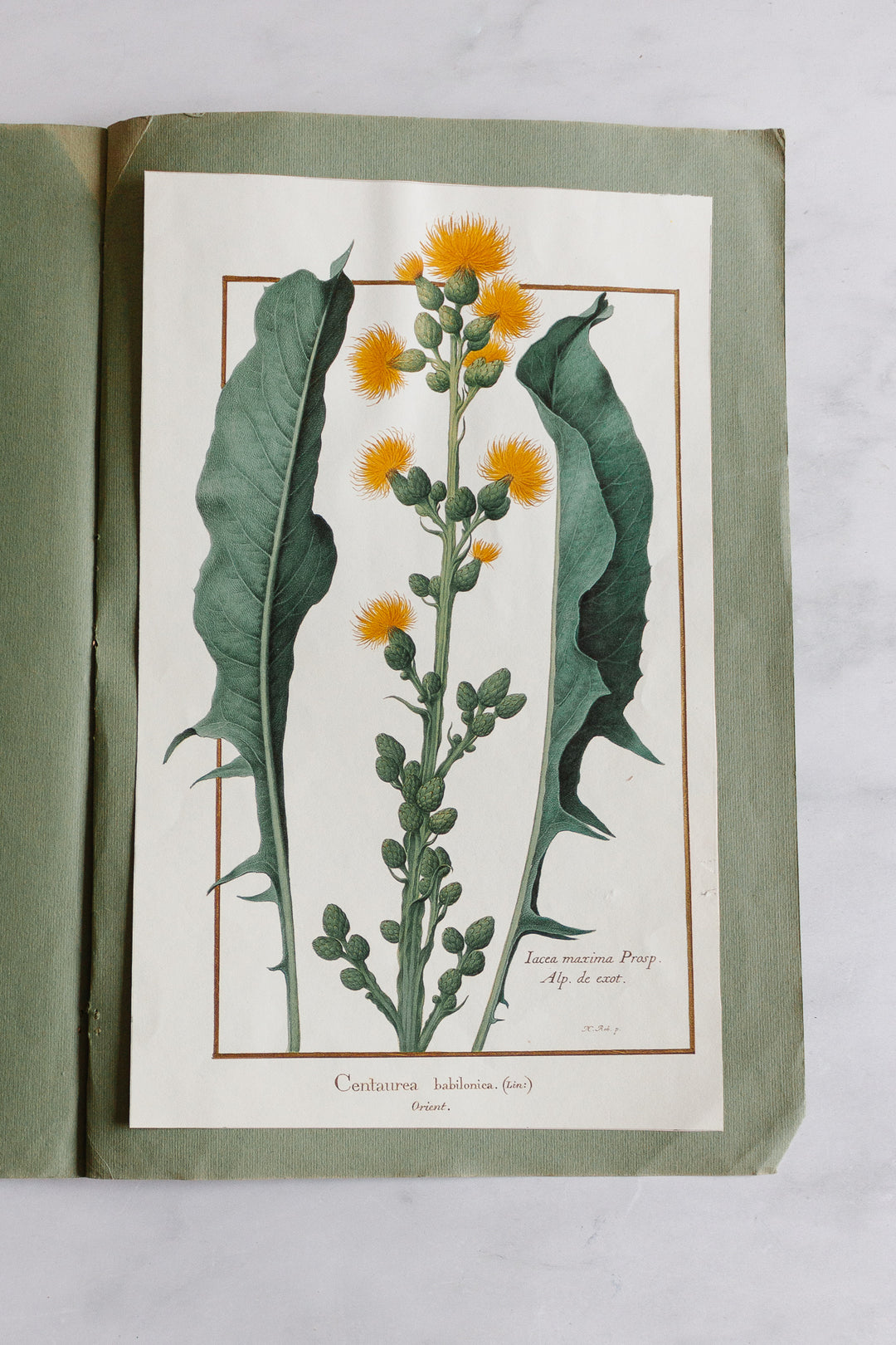 vintage french botanical print collection by Nicolas Robert