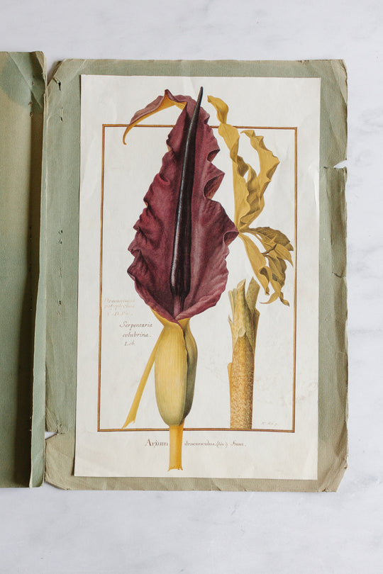 vintage french botanical print collection by Nicolas Robert