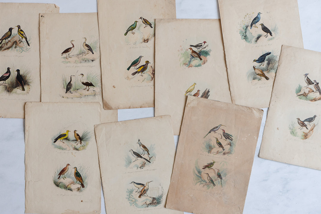 antique french hand coloured ornithological engravings