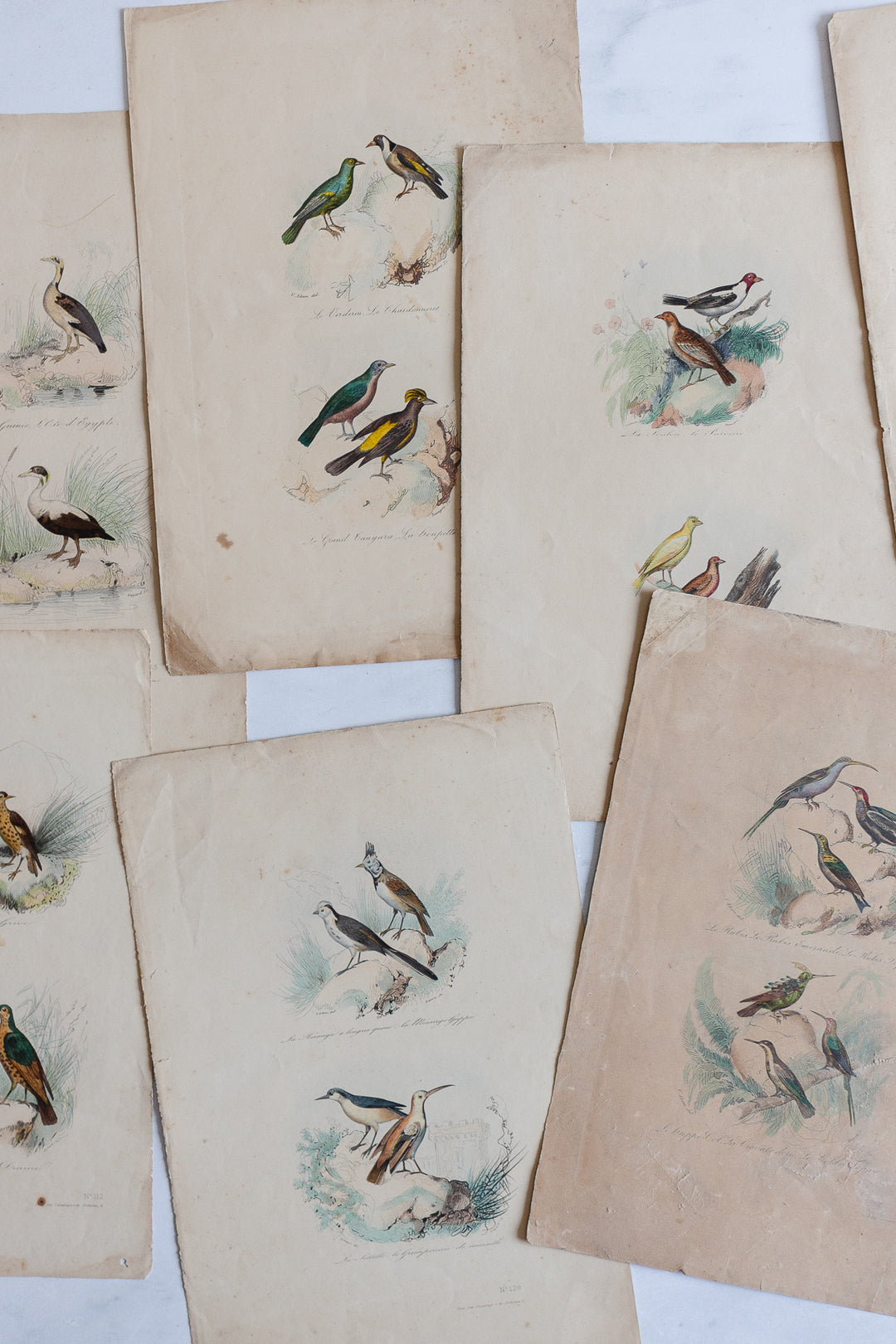 antique french hand coloured ornithological engravings