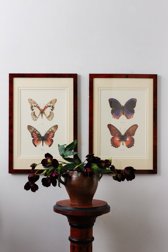 antique french butterfly framed art