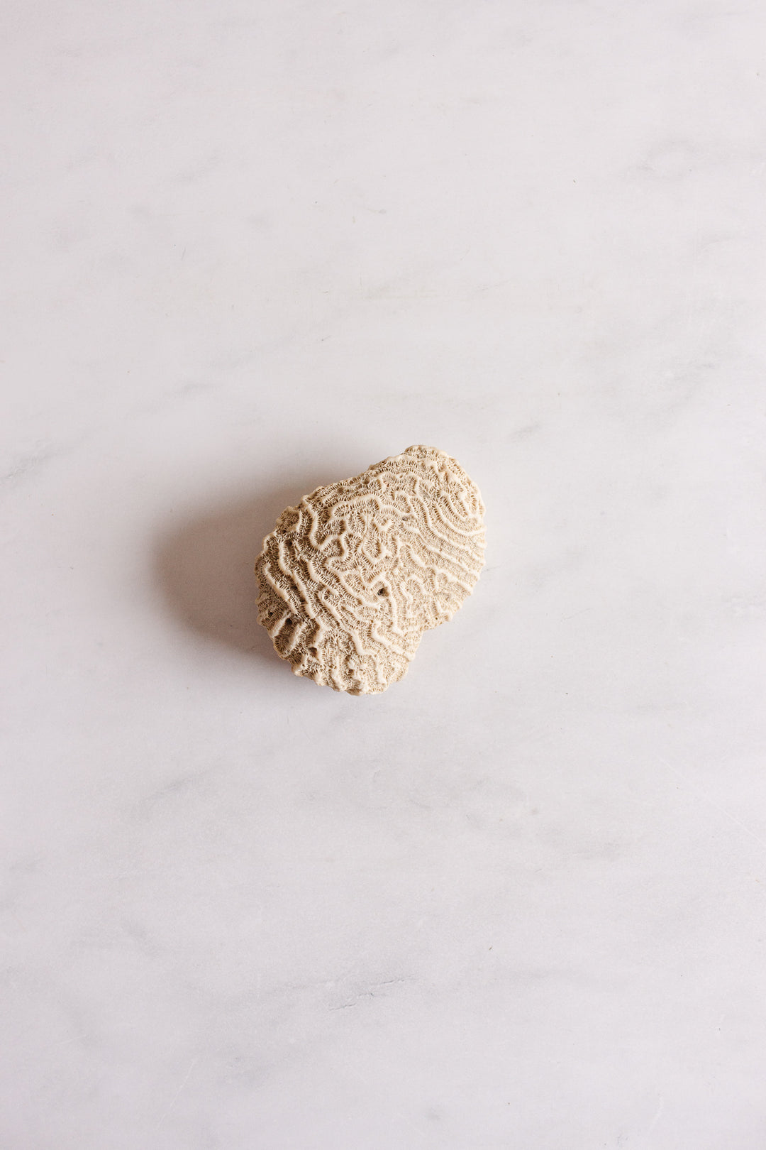 antique french brain coral