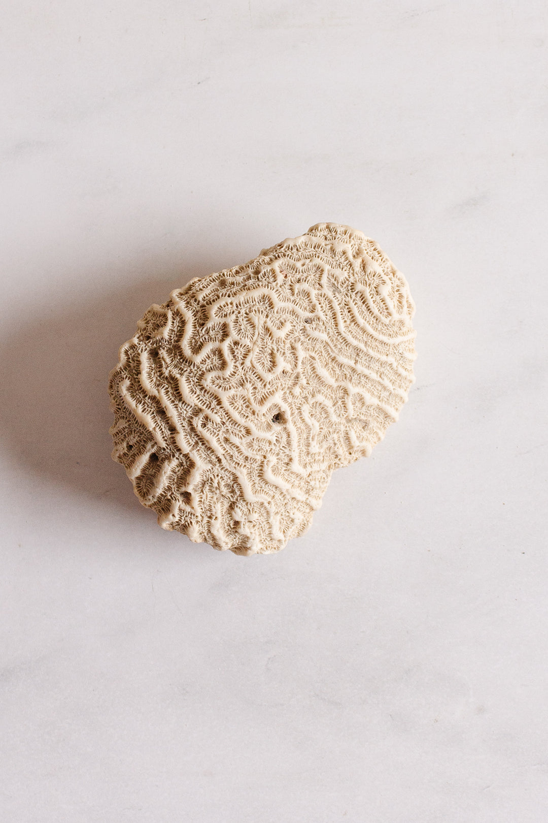 antique french brain coral