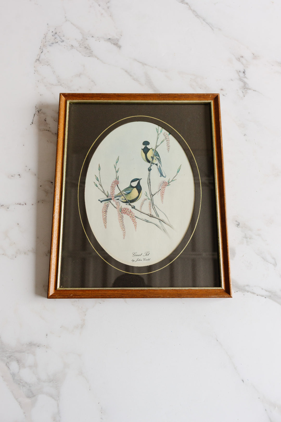the great tit vintage art print