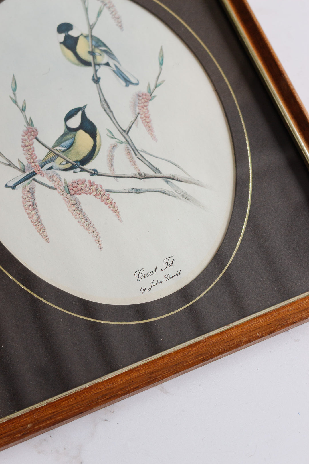 the great tit vintage art print