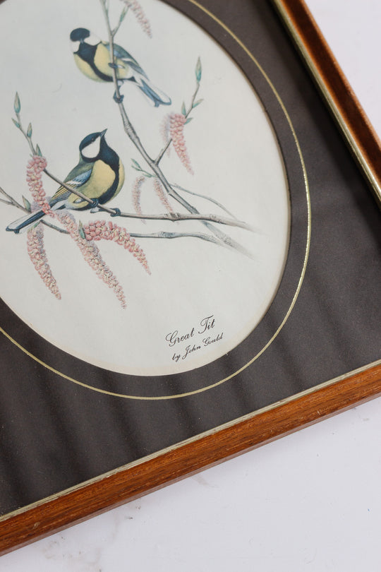the great tit vintage art print