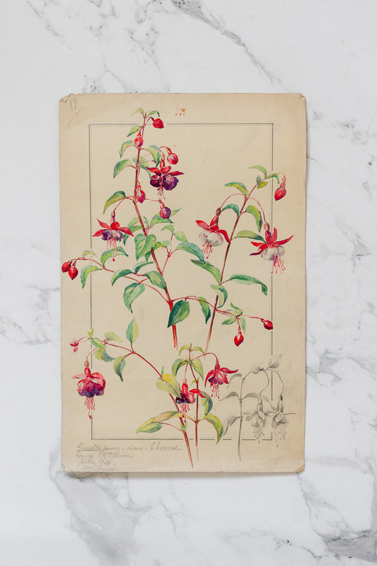 1920s french botanical watercolour study — Jeanne Ginestet