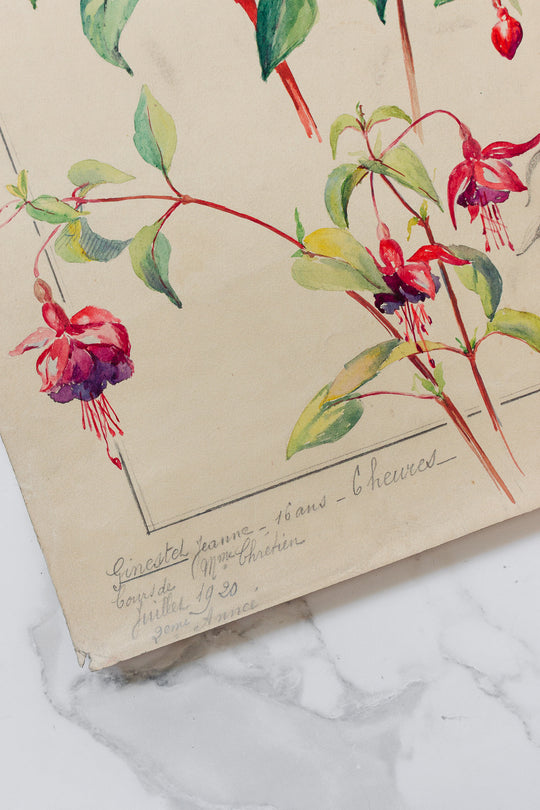 1920s french botanical watercolour study — Jeanne Ginestet
