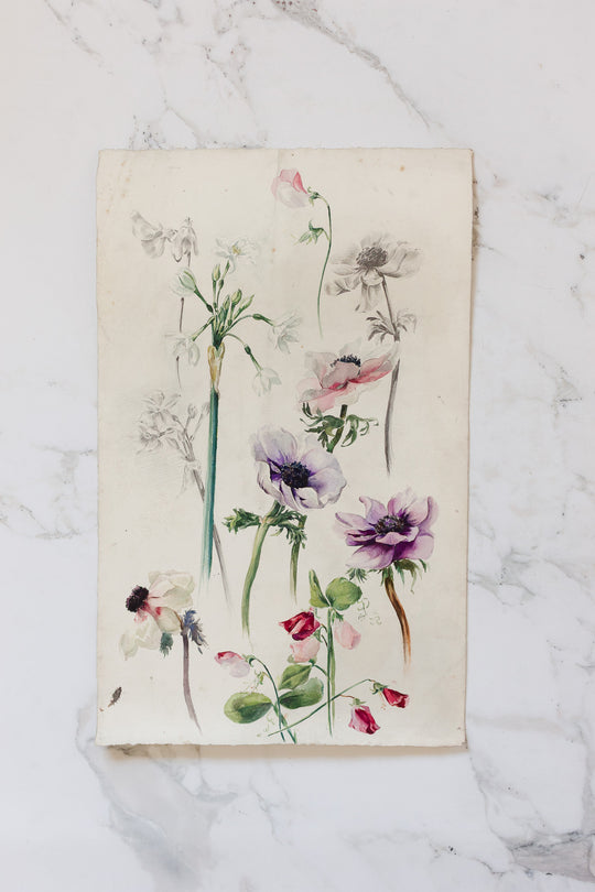 1920s french botanical watercolour study — Jeanne Ginestet