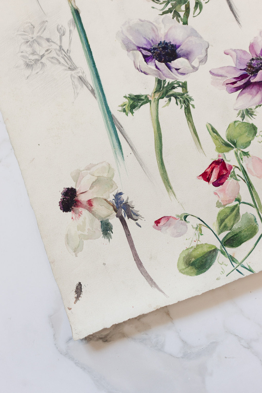 1920s french botanical watercolour study — Jeanne Ginestet