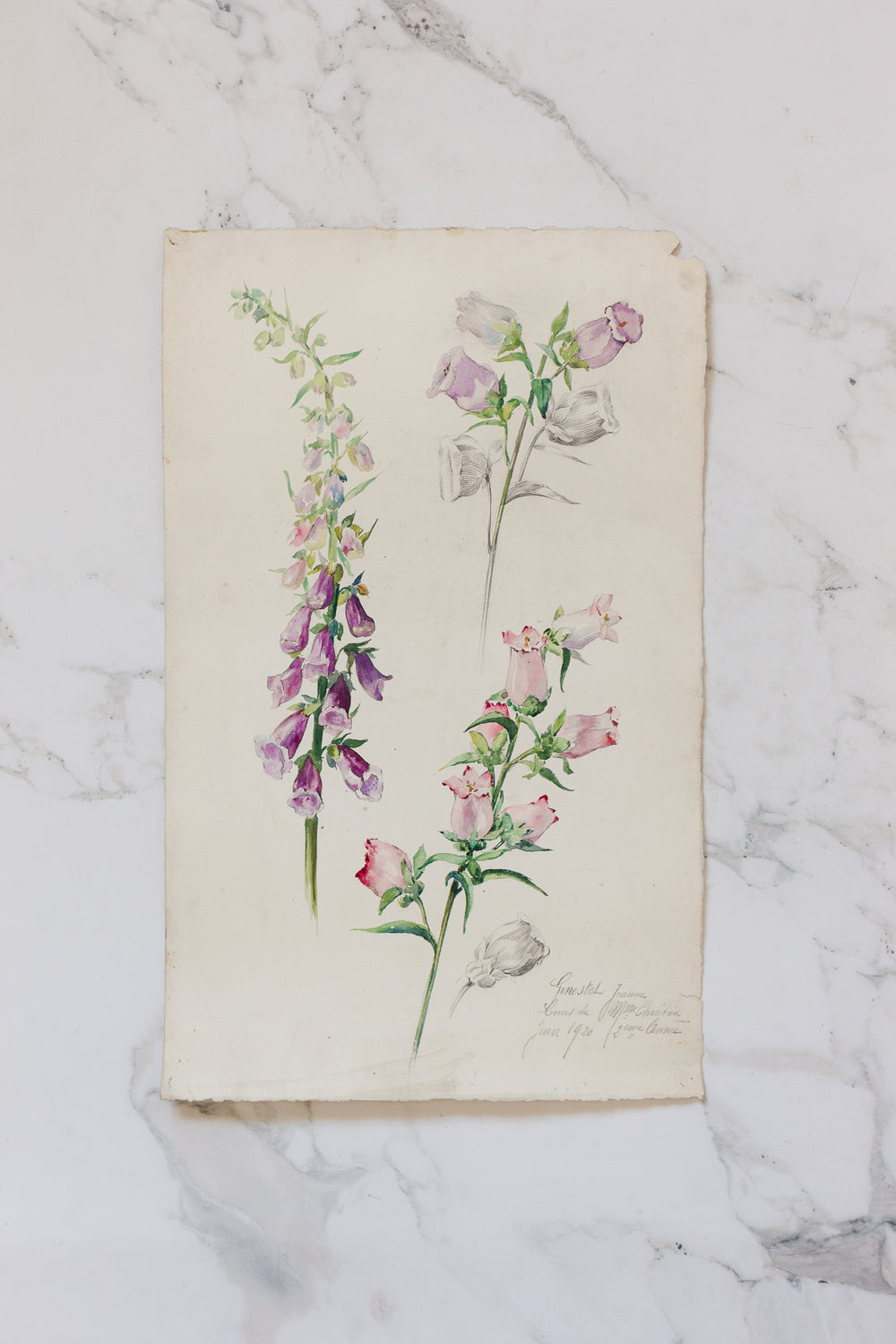 pair of 1920s french botanical watercolour studies i — Jeanne Ginestet