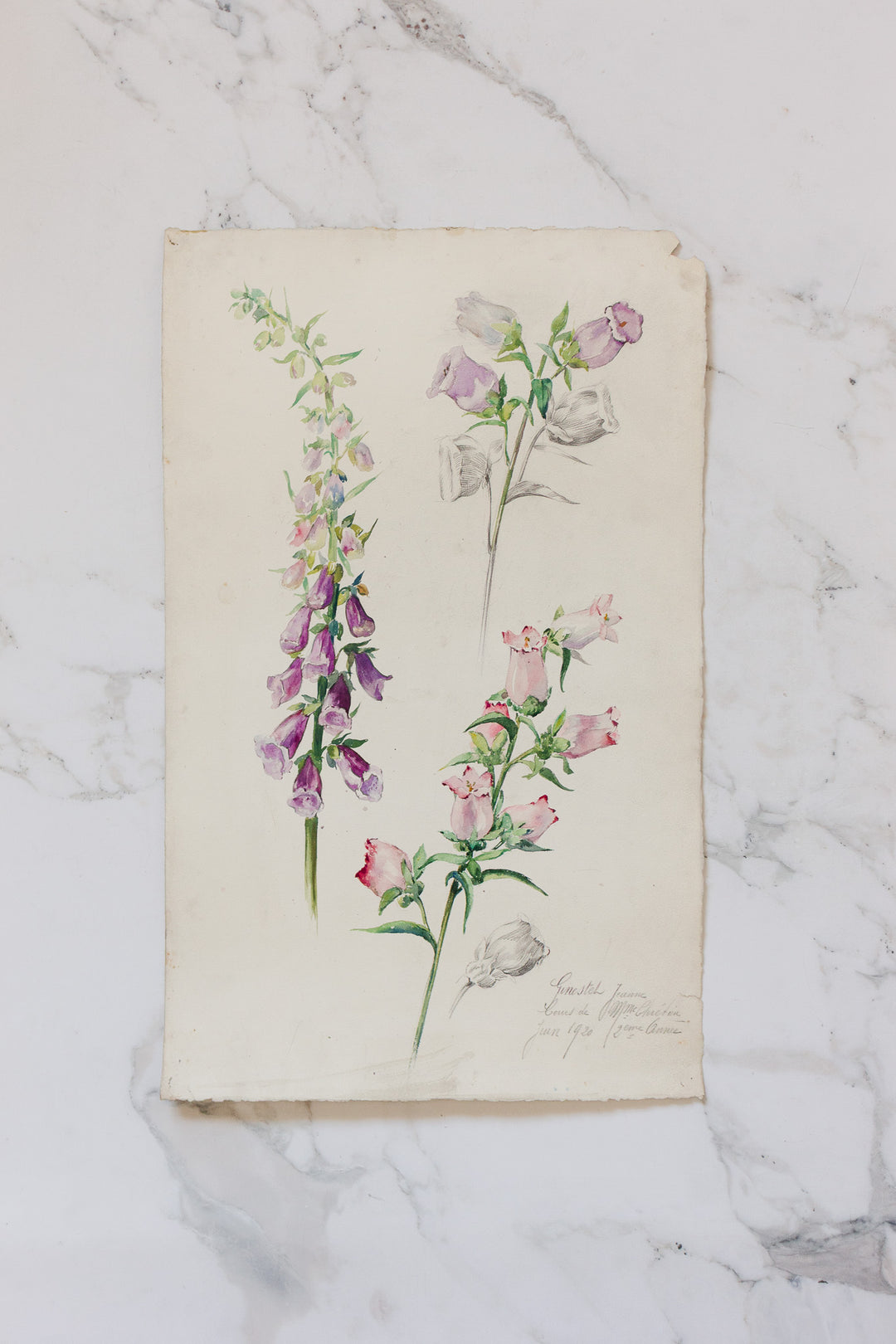pair of 1920s french botanical watercolour studies i — Jeanne Ginestet