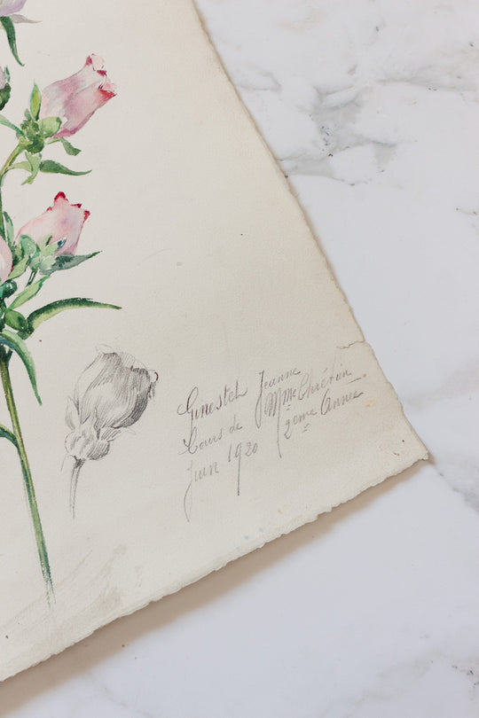 pair of 1920s french botanical watercolour studies i — Jeanne Ginestet