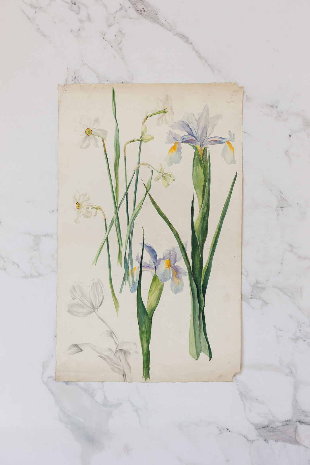 pair of 1920s french botanical watercolour studies i — Jeanne Ginestet